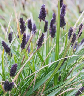 Sesleria heufleriana